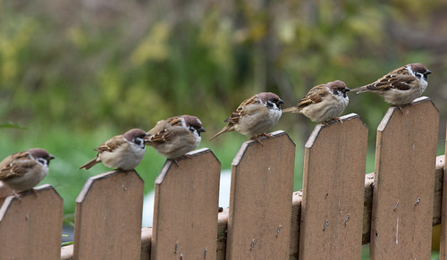 Eurasian Tree Sparrows
