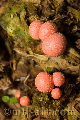 Lycogala epidendrum by Mtj-Art - Thanks for over 100,000 views :)
