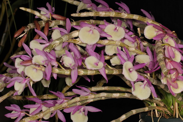 Dendrobium polyanthum (syn Dendrobium primulinum) 2011-10-10 03