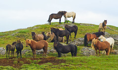 Hill of
horses