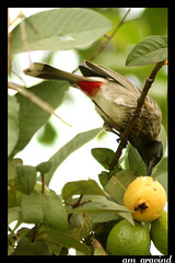 Red-Vented-Bulbul