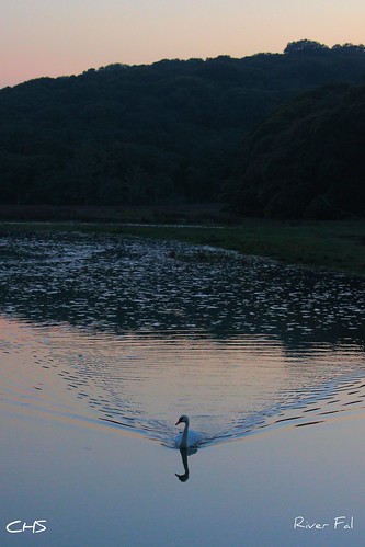 A lone swan has an evening paddle along the River Fal by Stocker Images