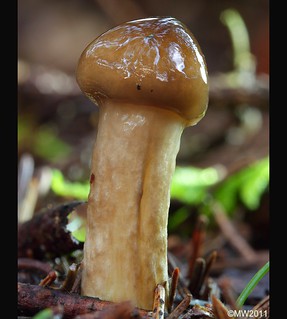 Baby mushroom 2