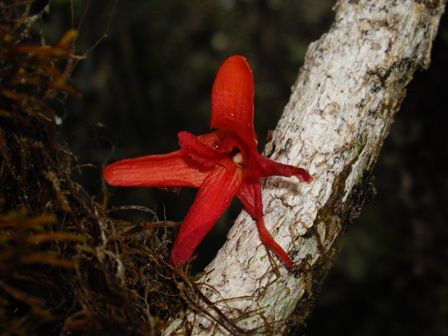 14 Dendrobium cinnabarinum - Trek to Maga Camp 2009-10-10 02