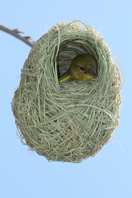 Baby African Weaver Bird in Nest - South Africa Eastern Cape