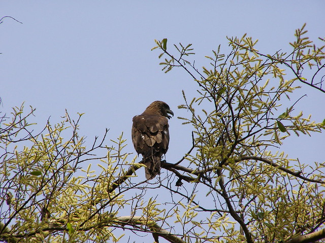 在胡馬雍陵公园内发现了老鹰的踪迹