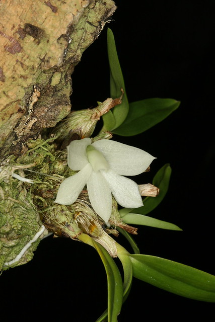 Dendrobium prasinum1382
