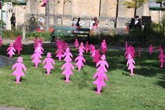 Mini-Field of Pink Ladies at BUC