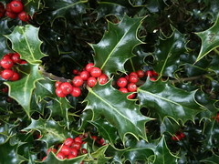Ilex aquifolium Holly & berries
