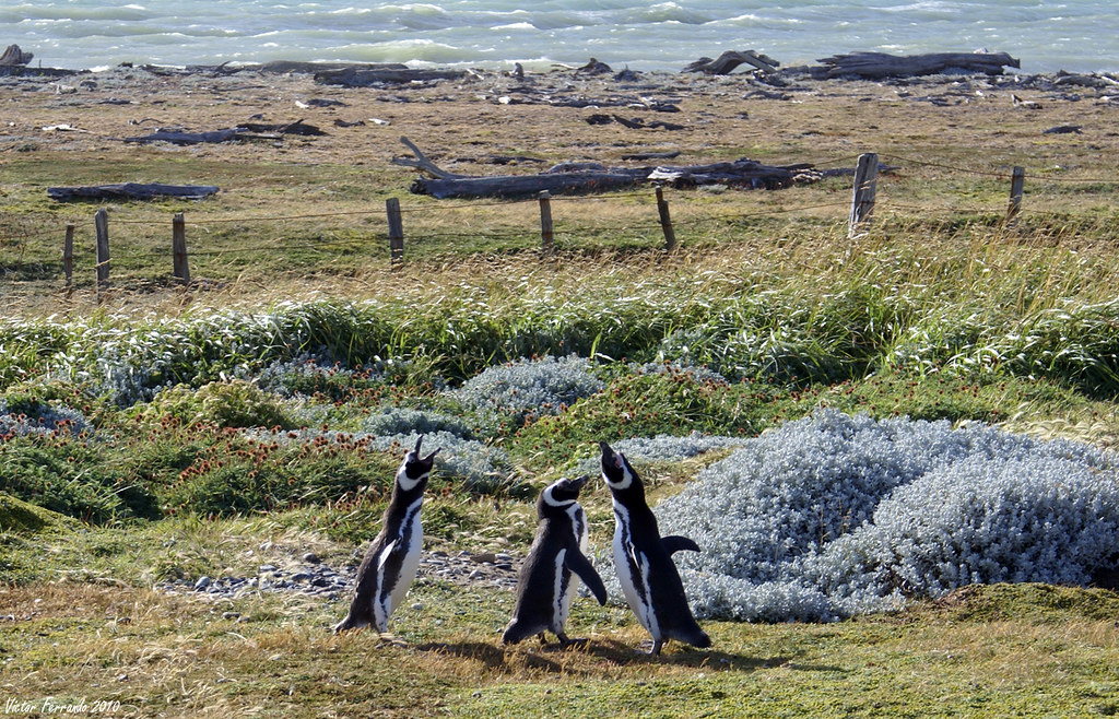 Pinguinera Seno Otway - Punta Arenas - Patagonia Chilena