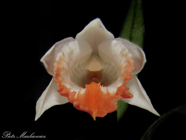 Dendrobium jaintianum
