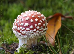 Mushrooms / Fungi / Lichens