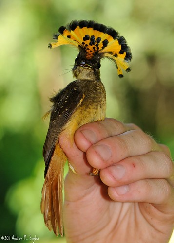 Amazon royal flycatcher