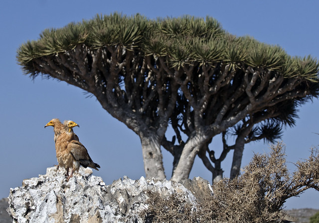 Egyptian vultures - Socotra