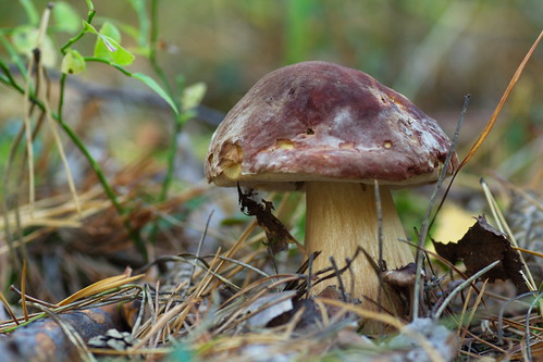 Белый гриб сосновый (Boletus pinophilus). Автор: Татьяна Бульонкова