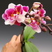 orchids_phalaenopsis with molted flowers 047