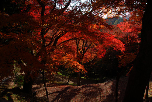 Kyoto Autumn leaves Japan