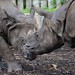 Greater One Horned Rhinoceros.-Rhinoceros unicornis