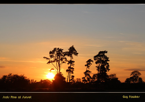 scots pine at sunset