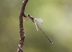 Dragonflies Cyprus