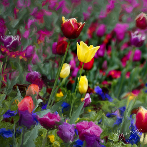 A Field of Colour  [ detail ] by alison lyons photography