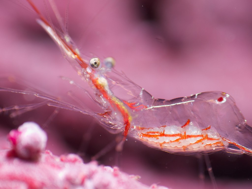 アカスジカクレエビ Transparent commensal shrimp