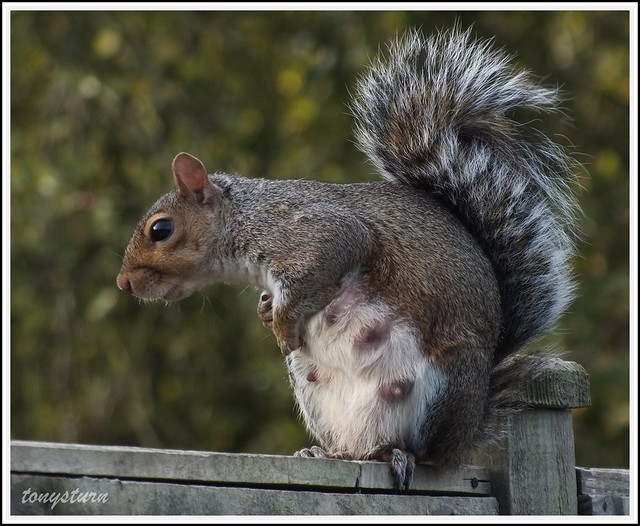 Pregnant Squirrels 29