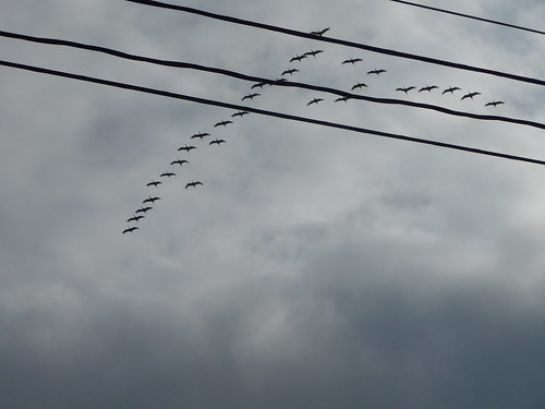 Crane Migration 