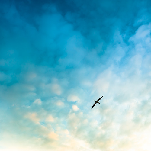 Bird Sky by ►CubaGallery
