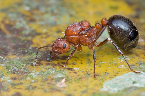 An ant queen, Myrmicaria sp.....IMG_9754 copy