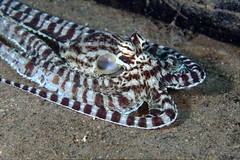 Cephalopod Bonanza!