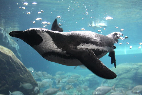 African Penguin Underwater by Scott Hanko