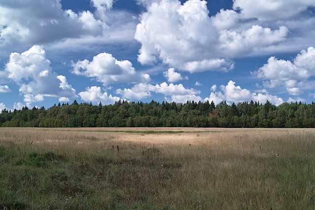 SDIM7766 Field Landscape 2 km south of Village Nikolskoe (никольское)