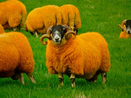 The Orange Sheep of Glen Quaich