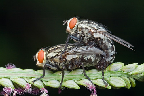 mating flies IMG_9856 copy