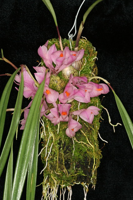 Dendrobium brassii 1308