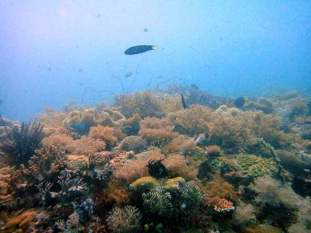 Brown soft corals on Quiliano Reef, Malapascua