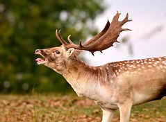 Rutting Season - Fallow Deer - October 2011