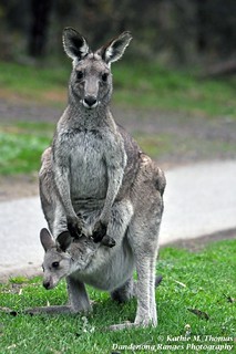 256-365 Mother kangaroo and Joey