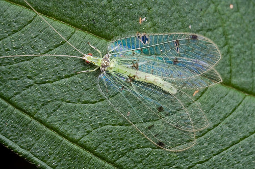 green lacewing IMG_9375 copy