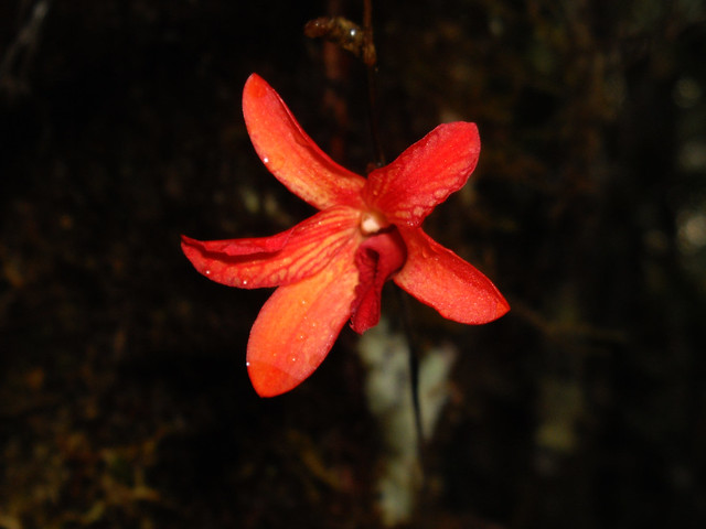 13 Dendrobium cinnabarinum - Trek to Maga Camp 2009-10-10 01