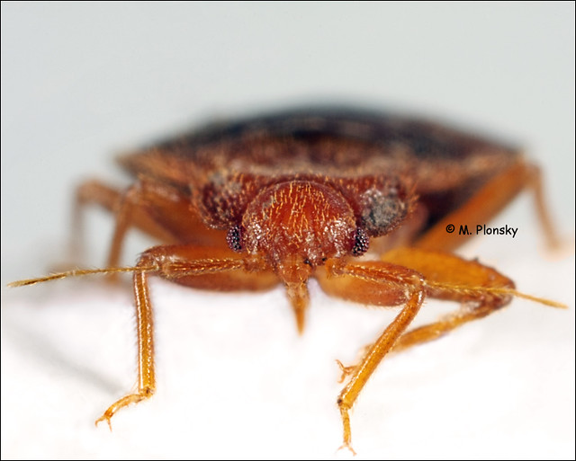 Bed Bug Looking Mean (Cimex lectularius) | Flickr - Photo Sharing!