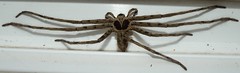 Brown Huntsman Spider (Heteropoda venatoria) (x2)