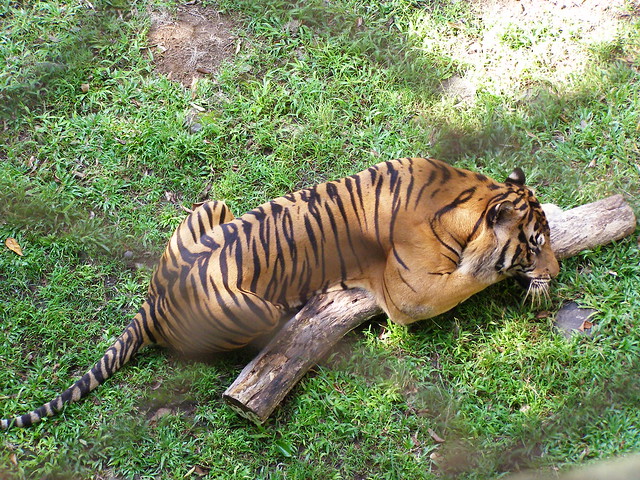 正在玩耍的亚洲虎