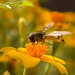 hoverfly_3