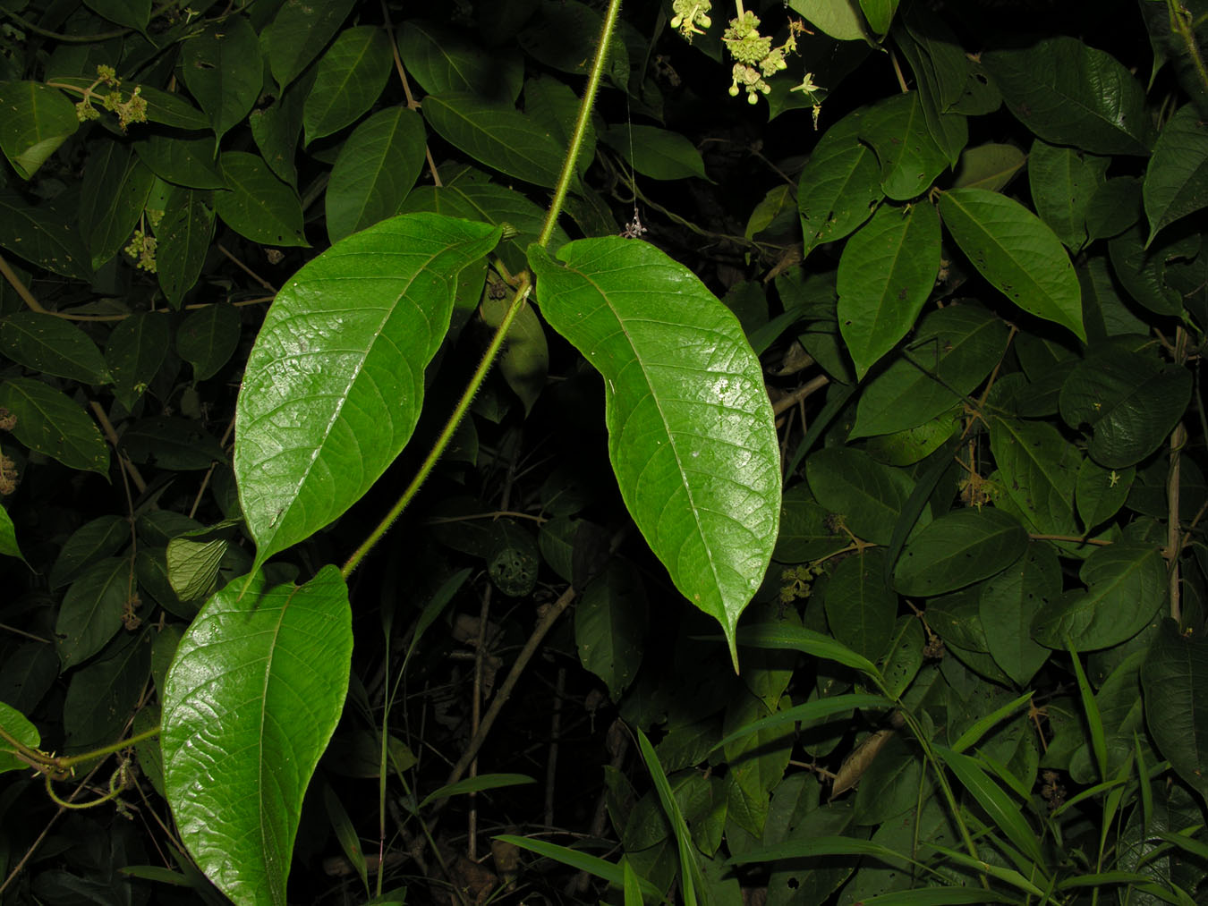 Mandevilla subpaniculata image