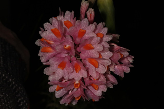Dendrobium pseudoglomeratum 2011-09-02 01