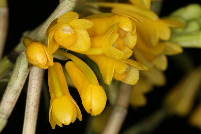 Dendrobium subclausum v. pandanicola 'Butter Yellow' 1424