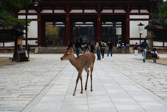 Nara - Deer