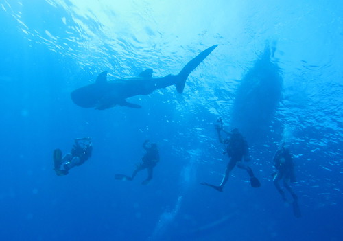 Red Sea - 10 best places on Earth to swim with sharks